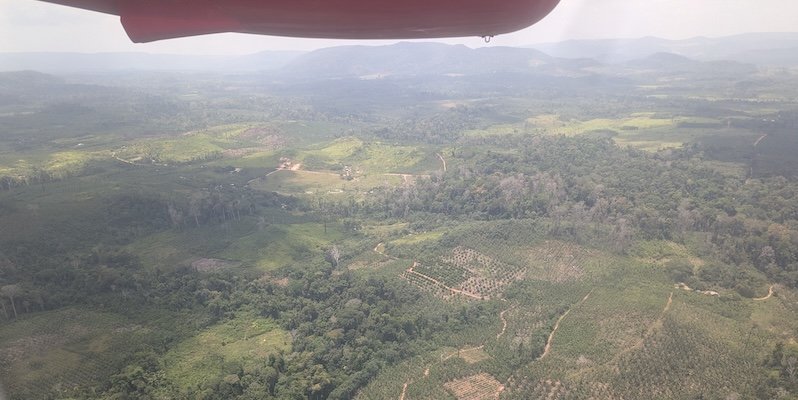 Aerial view of secondary forest around Santarém