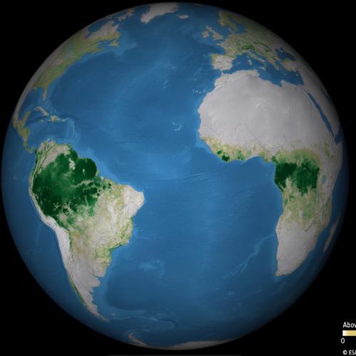 Above ground biomass 2020