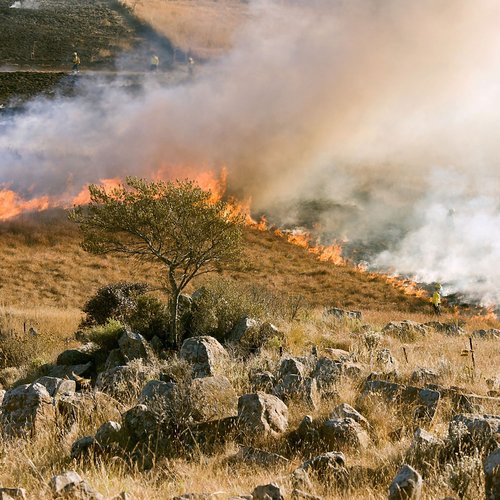 grass-fire-807388_news.jpg