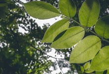 Plant Canopy pexels-jeswin-thomas-1376401
