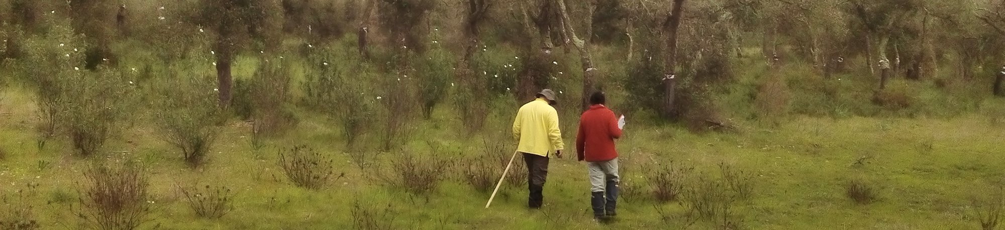 Field work