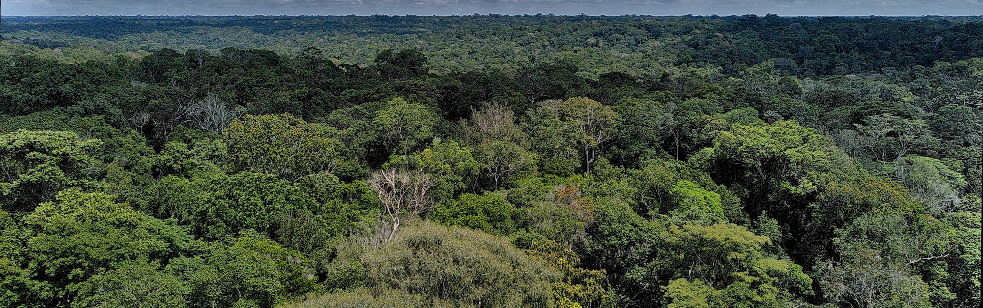 View of Amazon rainforest from tower